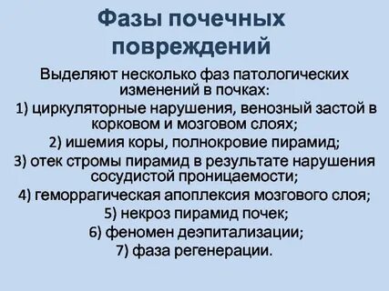 Почечная фаза