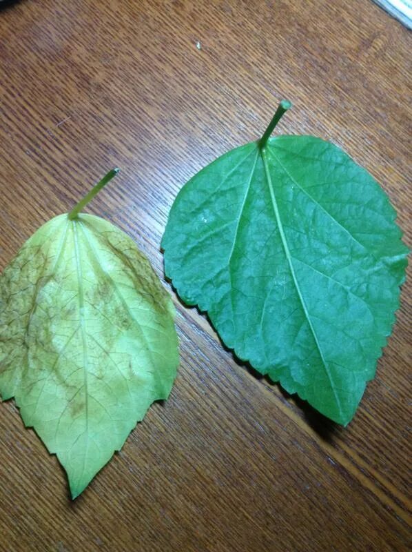 Форма листьев гибискуса. Гибискус форма листа. Гибискус листья. Лист гибискуса форма листа.