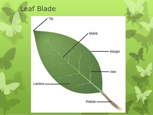 Parts of a leaf. Leaf structure. Leaf leaves исключения. Leaf leaves исключения. The internal structure of the leaf.