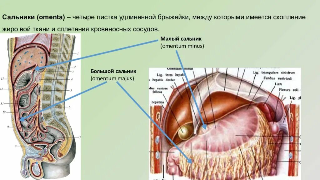 Винслово отверстие. Большой и малый сальник анатомия. Сальники брюшины анатомия. Малый сальник и большой сальник анатомия. Большой и малый сальник топографическая анатомия.