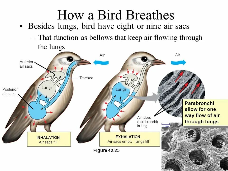 Имеют ли легкие птицы. Respiratory System of Birds. Легкие птицы строение. Воздушные мешки у птиц. Класс птицы легкие.