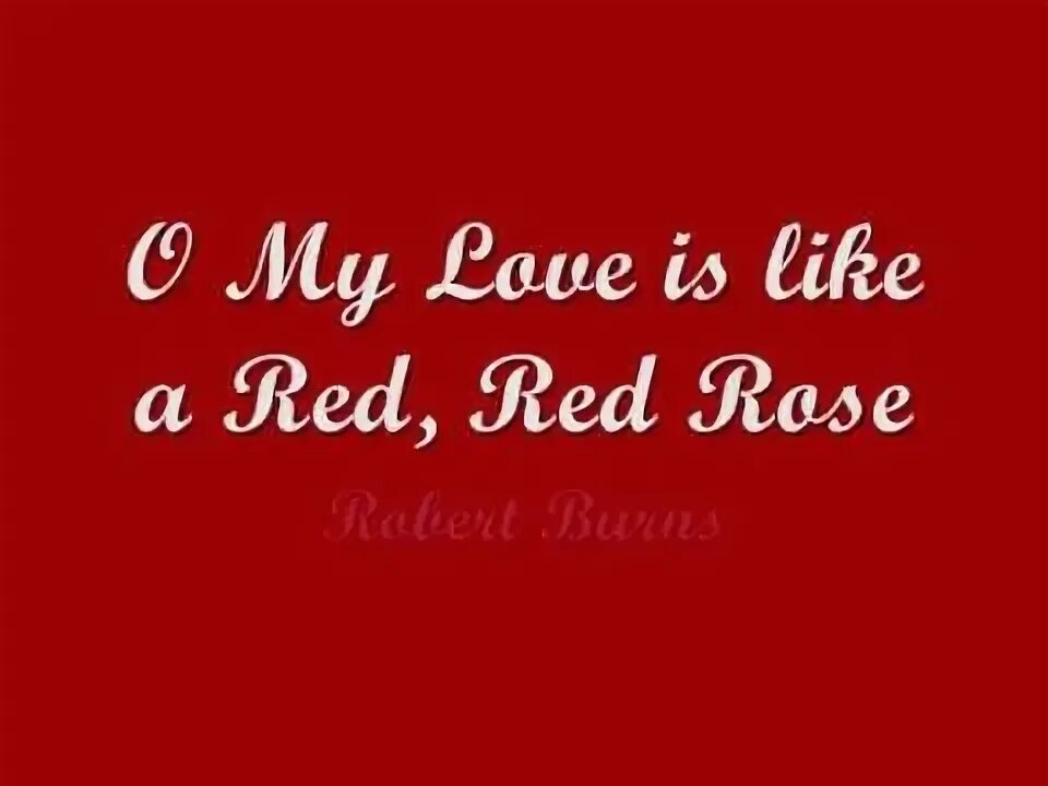 My red is not your red. My love is like a red red rose. red red rose robert burns. oh my love like a red red rose.