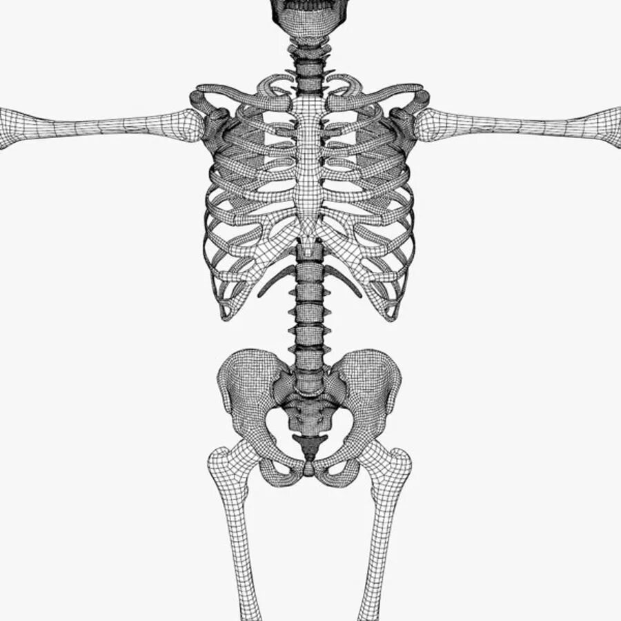 Скелет человека. Скелет человека без подписей. Скелет человека без надписей. Скелет человека рисунок.