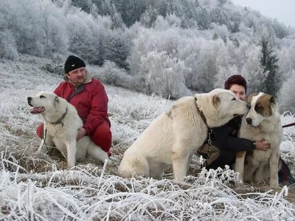 Алабай с человеком