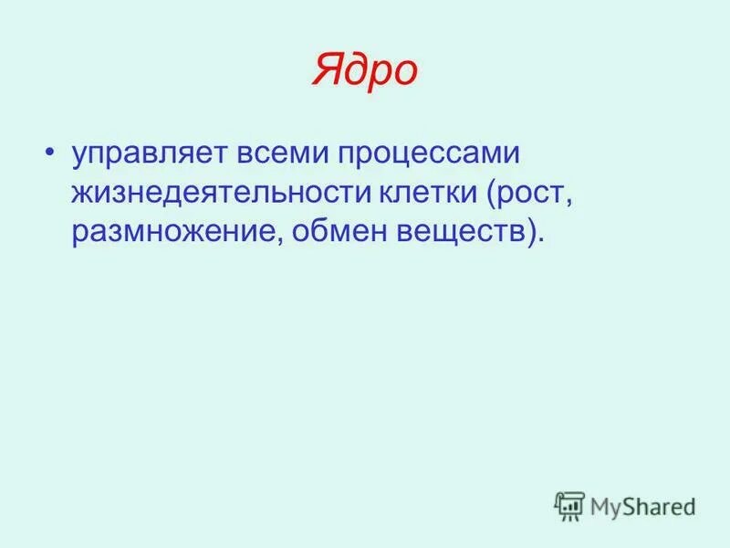 ядро управляет жизнедеятельностью клетки. ядро клетки растения. первые клетки на земле. размеры клеточного ядра. процессы в ядре клетки.