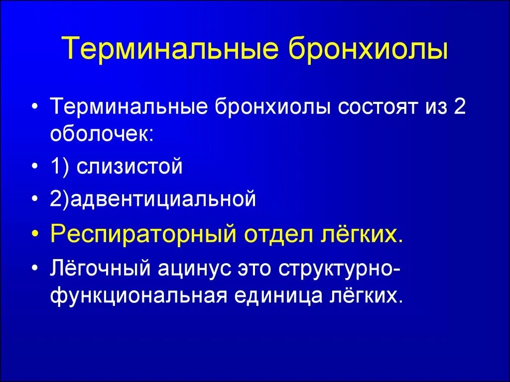 Оболочки терминальных бронхиол. Терминальная бронхиола оболочки. терминальные бронхиолы. терминальные бронхиолы адвентиция. терминальный отдел бронхиол.