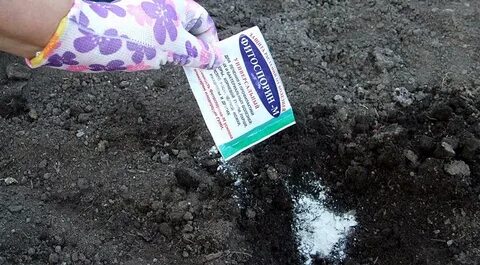 Грунт для рассады арбузов
