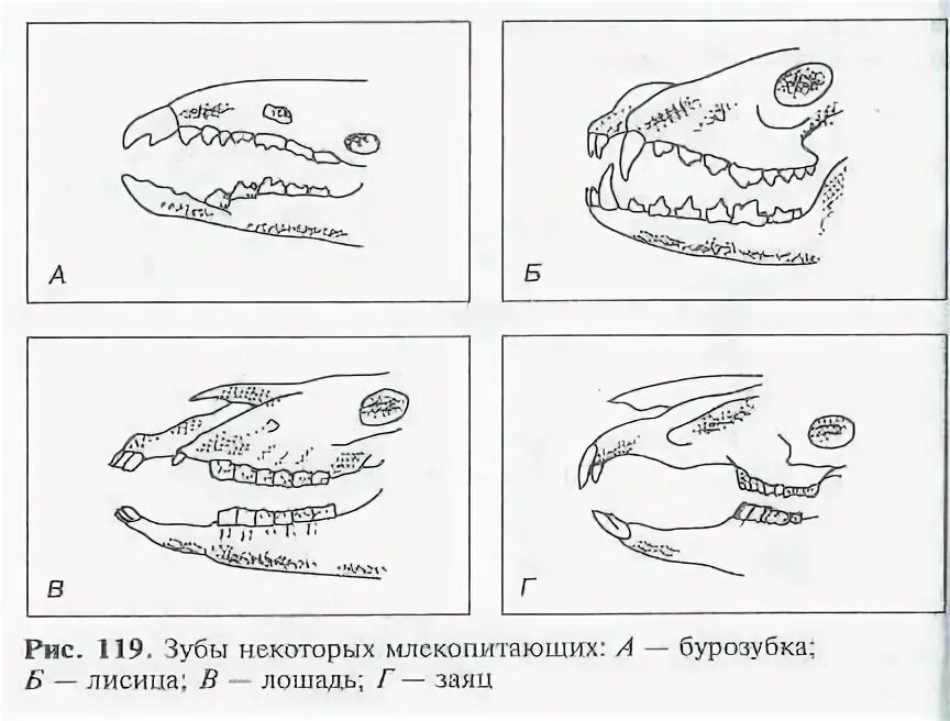 Сколько зубов у млекопитающих. Зубная система насекомоядных млекопитающих. Зубная формула китообразных млекопитающих. Зубная система млекопитающих анатомия. Зубная система хищных млекопитающих.