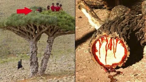 Какие есть опасные деревья