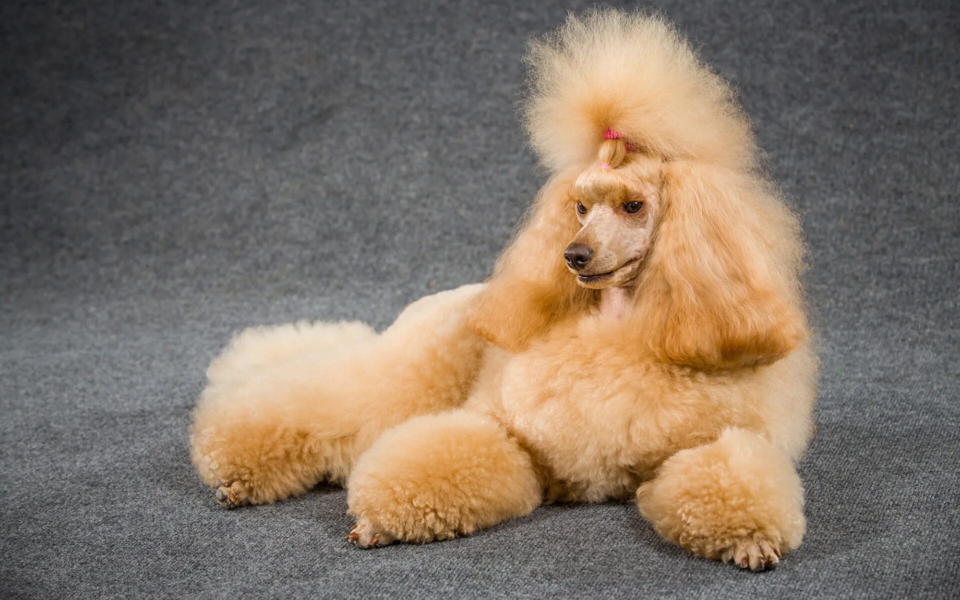 карликовый пудель терьер. добрый пудель. королевский пудель. королевский пудель. добрый пудель.