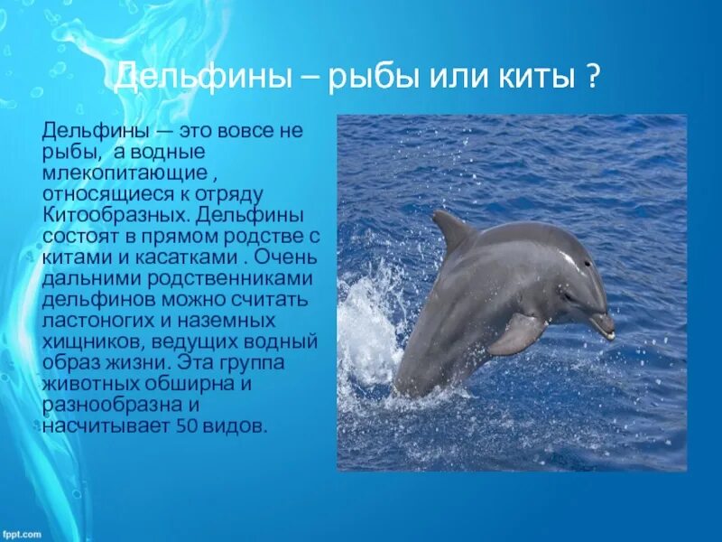 Дельфины доклад. Доклад о дельфине. Доклад про дельфинов. Сообщение о дельфинах. Впр текст про дельфинов