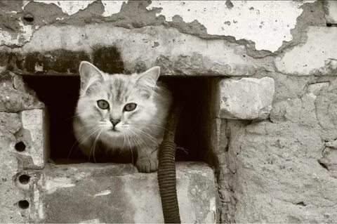 Кошка убежала из дома