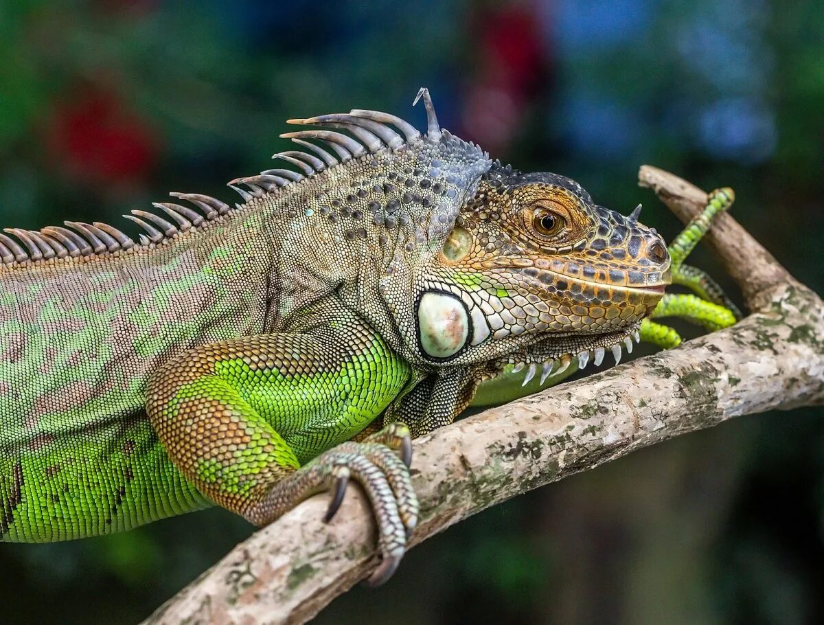 Жизнь игуан. Игуана зеленая обыкновенная. Зеленая игуана (Iguana Iguana). Карликовая игуана. Игуана Мексика.