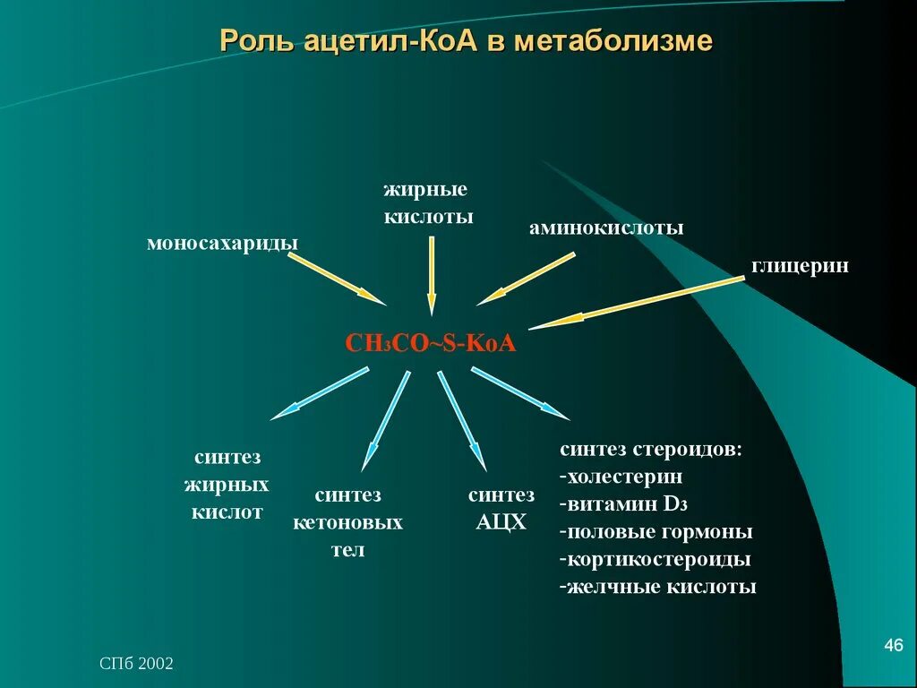 Метаболизм ацетил КОА В организме. Роль ацетил КОА В метаболизме. Роль ацетил КОА В метаболизме липидов. Ацетил коа пути