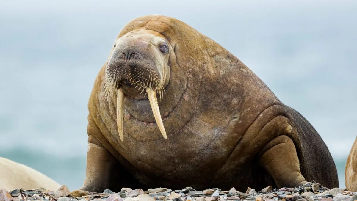 Лаптевский морж. Морж Келич. Атлантический морж. Морж картинки.