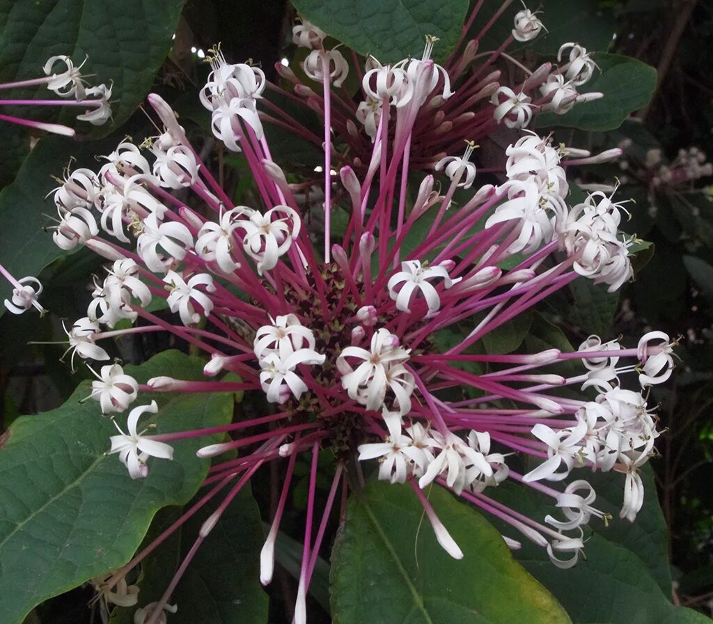 Клеродендрум сорта. Clerodendrum quadriloculare. клеродендрум &quot;фейерверк-clerodendrum quadriloculare&quot;. клеродендрум квадрикуларе. клеродендрум фейерверк.