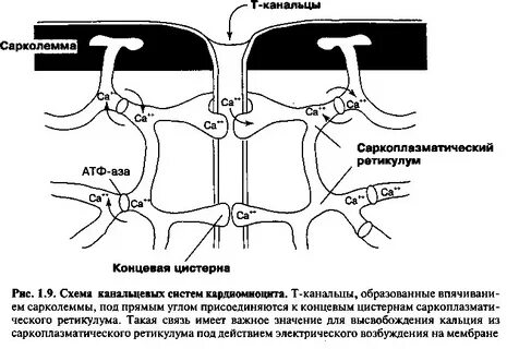 Т система необходима