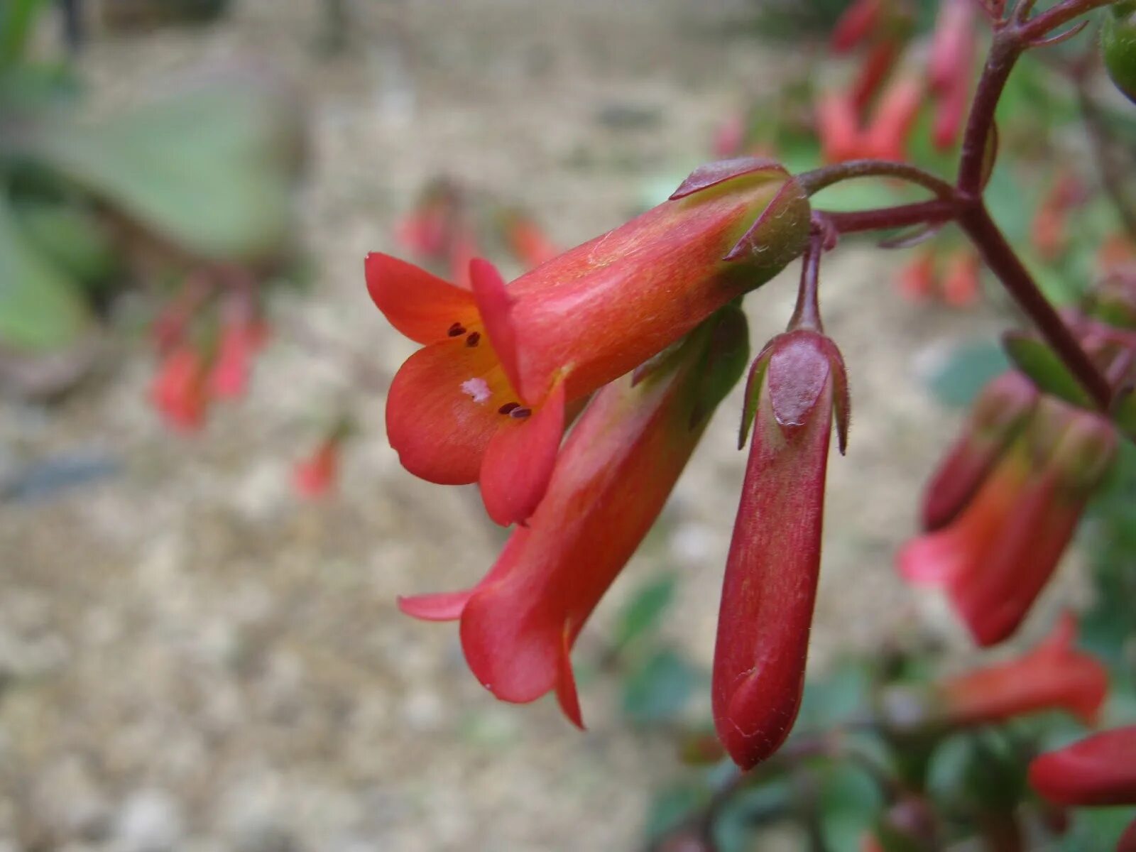 Каланхоэ мангина. Каланхоэ мангина мангина Kalanchoe manginii. Каланхоэ ампельное мангина. Мангина цветок.