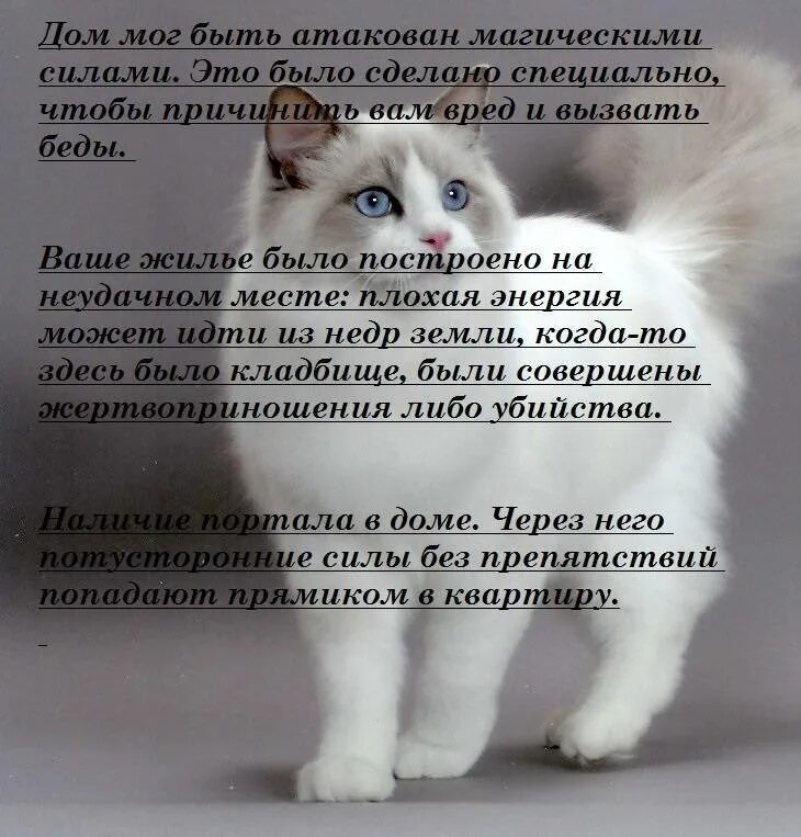 Кот ушел из дома приметы. Потеря любимого питомца. потеря домашнего питомца кота. смерть любимого кота. смерть любимого питомца котика.