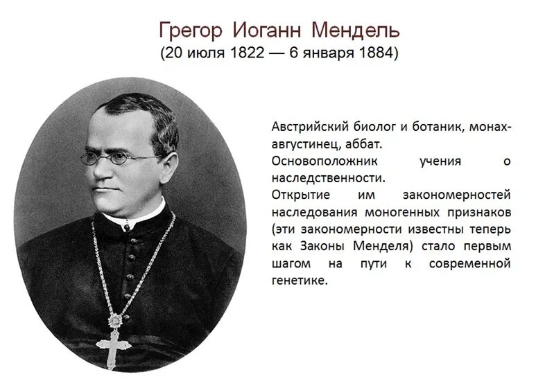 Грегор мендель основоположник генетики. Заслуги грегора менделя. Мендель. Грег мендел наследственность. Грегор мендель лауреат нобелевской премии.