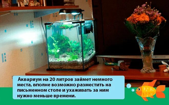 Сколько рыб на литр. Рыбы для аквариума 20 литров. Мини рыбки в аквариум 20 литров. Золотая рыбка в аквариуме 20 литров. Рыбки аквариум 25 литров.