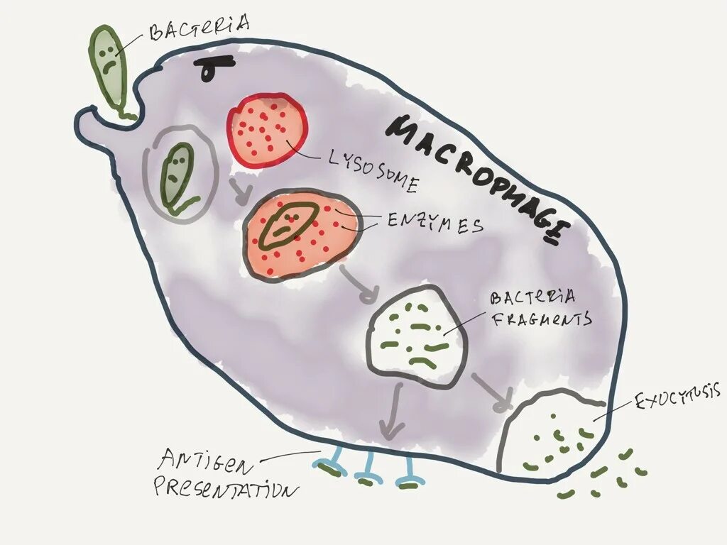 Макрофаги 1 2. Макрофаг рисунок. Макрофаг рисунок с подписями. Макрофаг вектор. Макрофаг нарисованный.