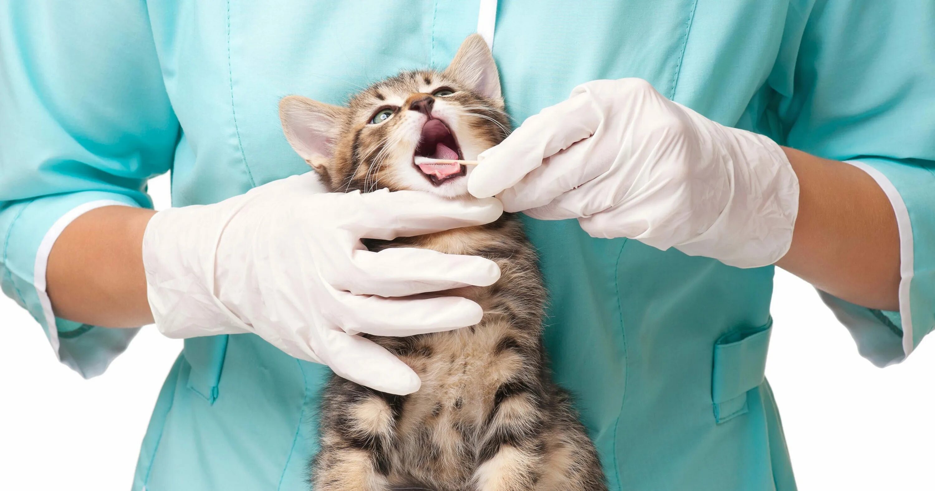 Ветеринар для кошки отзывы. Кальцивироз у кошек клиника. Ветеринар. Я ветеринар. Кошка в ветеринарной клинике.