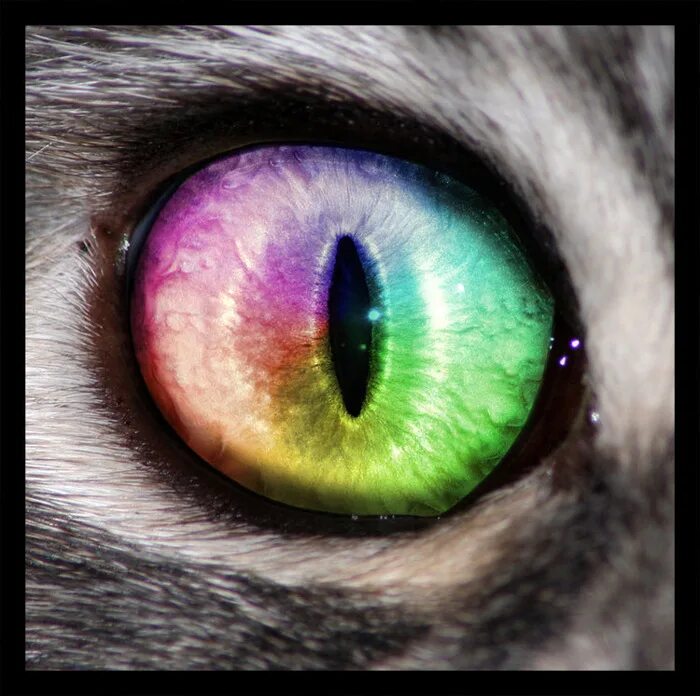 голубой кошачий глаз. красивая морда кошки. голубоглазая кошка. кошачий глаз. глаза блестящая кошка.