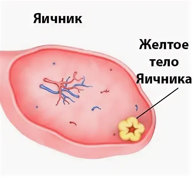 Желтое тело что это значит простыми словами. Желтое тело функционирует. Как выглядит желтое тело.