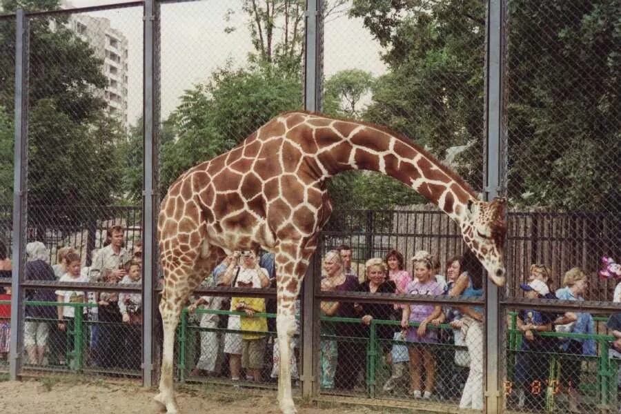 Московский зоопарк Краснопресненская. Зоопарк на красной Пресне. Zoopark Moscow Zoo Московский зоопарк. Московский зоопарк факты