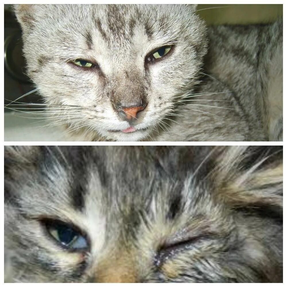 Позы мочеиспускания у котов. Мочекаменная болезнь у кошек симптомы. При мочекаменной болезни симптомы у котов. Позы мочеиспускания у котов. Мкб у котов.