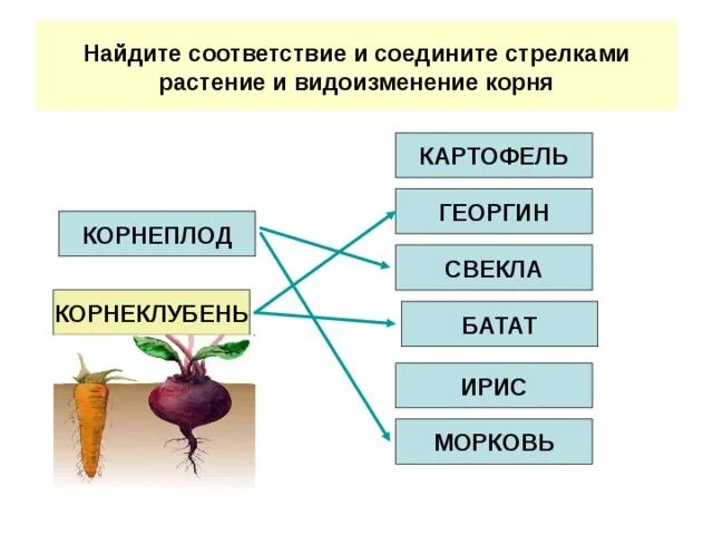 Установите соответствие корень лист. Георгин видоизменение корня.