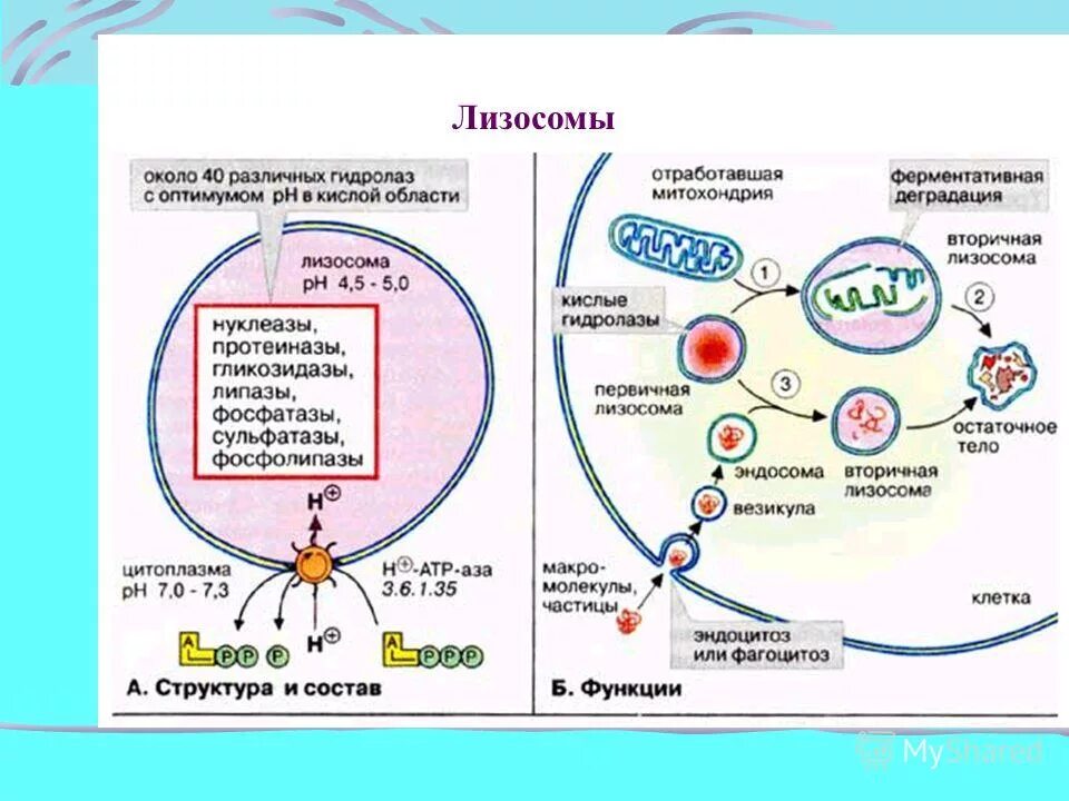 Лизосомы расщепление белков. Схема образования лизосом. Схема образования первичной лизосомы. Вторичные лизосомы строение. Строение первичной лизосомы.