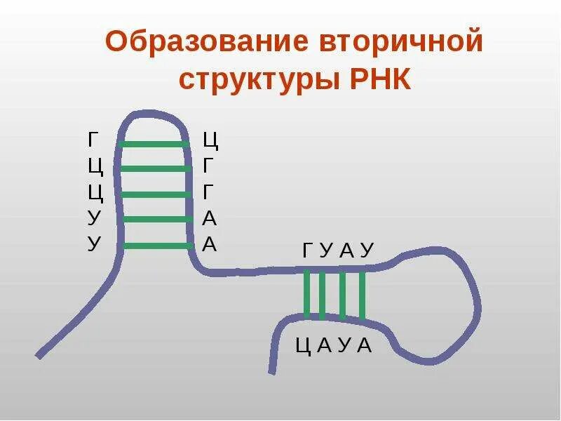 Структура РНК. Вторичная структура РНК. Схема строения РНК. Строение ТРНК.