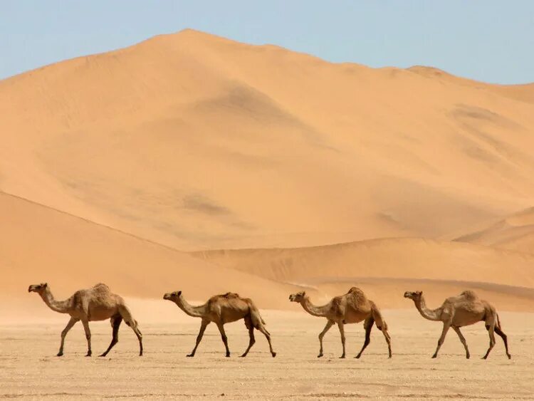 Караван происхождение слова. Саудовская Аравия пустыня с верблюдами. Одногорбый верблюд, пустыни Африки. Одногорбый верблюд Караван. Верблюд в пустыне.