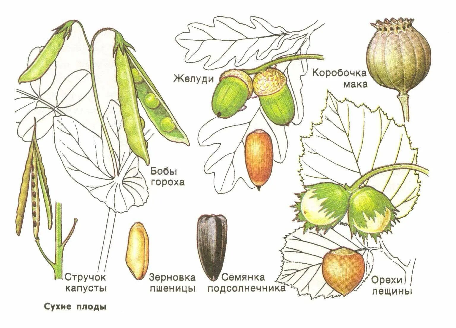 Околоплодник подсолнечника. Строение цветка сухие односемянные плоды. Орех фундук строение плода. Типы сухих многосемянных плодов. Семянка Зерновка и Боб сухие плоды.