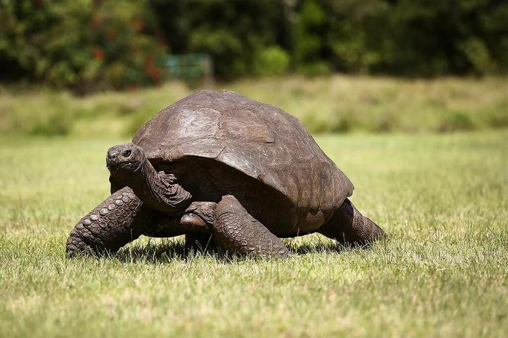 Old turtle