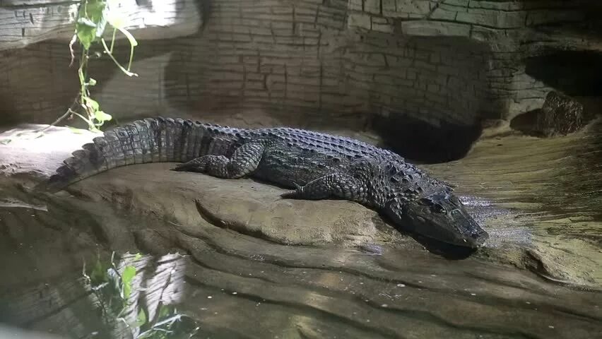 Black croc анапа. Аллигатор. Виниловые обои под кожу. Амазонский кайман. Black croc анапа.