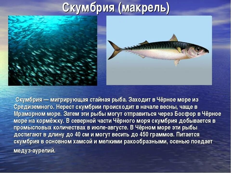 Рыба обитающая в черном море. Рыбы обитающие в черном море. промысловые рыбы черного моря. обитающие рыбы с описанием. черноморская рыба название.
