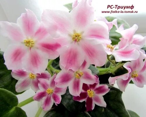 Рс триумф. Рс триумф фиалка. Triumph speed triple 1200 rs. Triumph street triple rs 2020. Triumph speed triple 1200 rs.