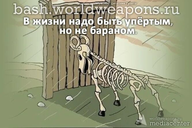 Надо быть упертым но не бараном. В жизни надо быть упёртым. Надо быть упертым. В жизни надо быть.