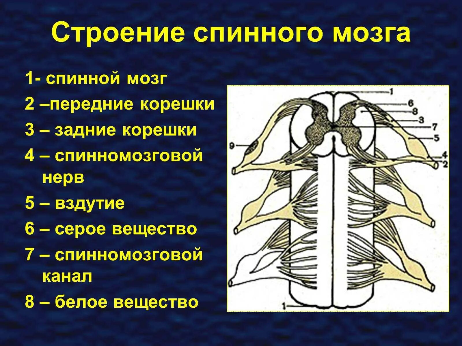 Работа спинного мозга