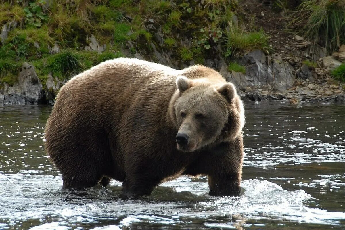 На каких обитают медведи гризли. Бурый медведь Кадьяк. Аляскинский бурый медведь Кадьяк. Самый большой бурый медведь Кадьяк. Северная Америка медведь Гризли.