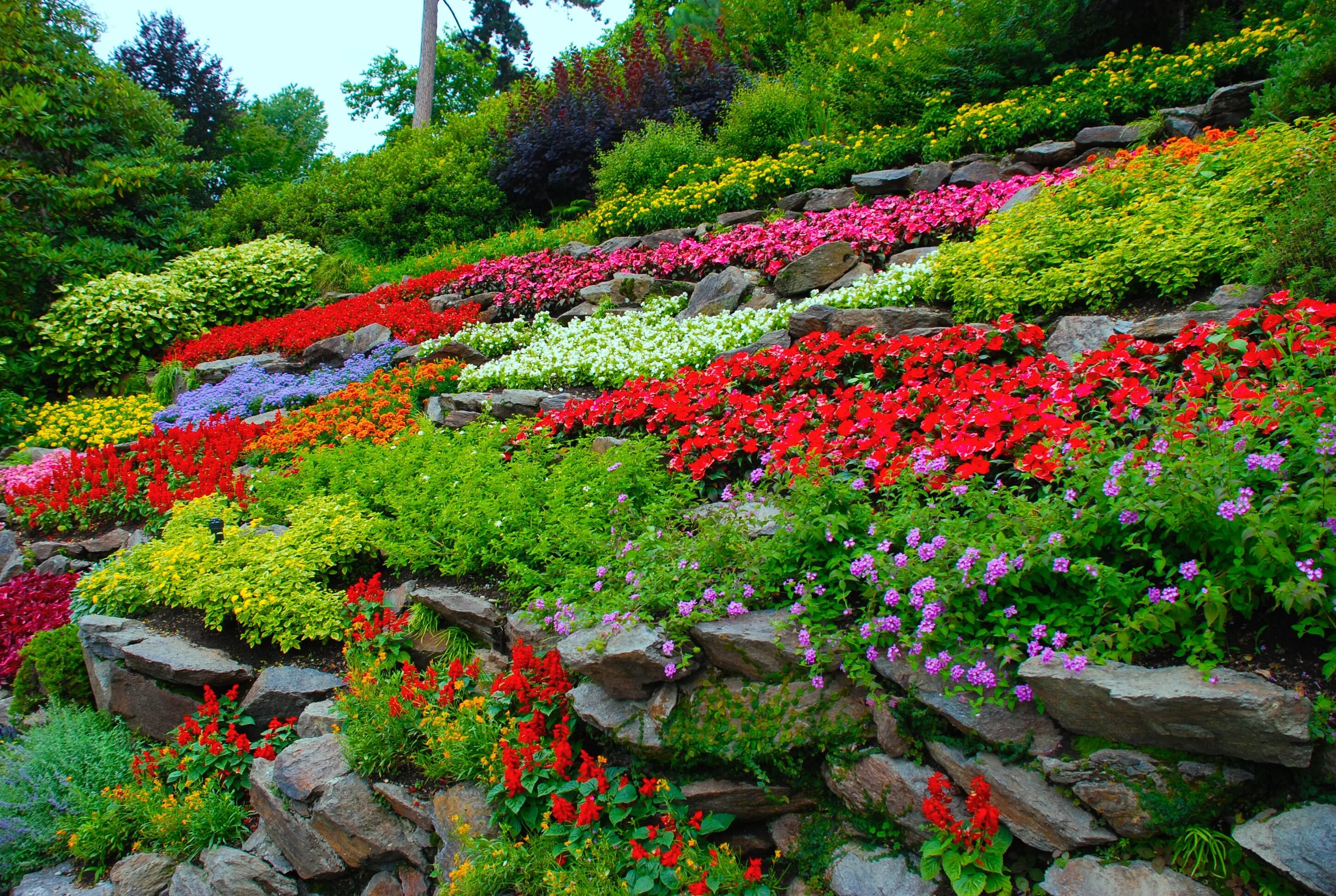 Garden flowers перевод. Цветы на даче. Красивые клумбы. Цветы для клумбы. Низкорослые цветы для клумбы.