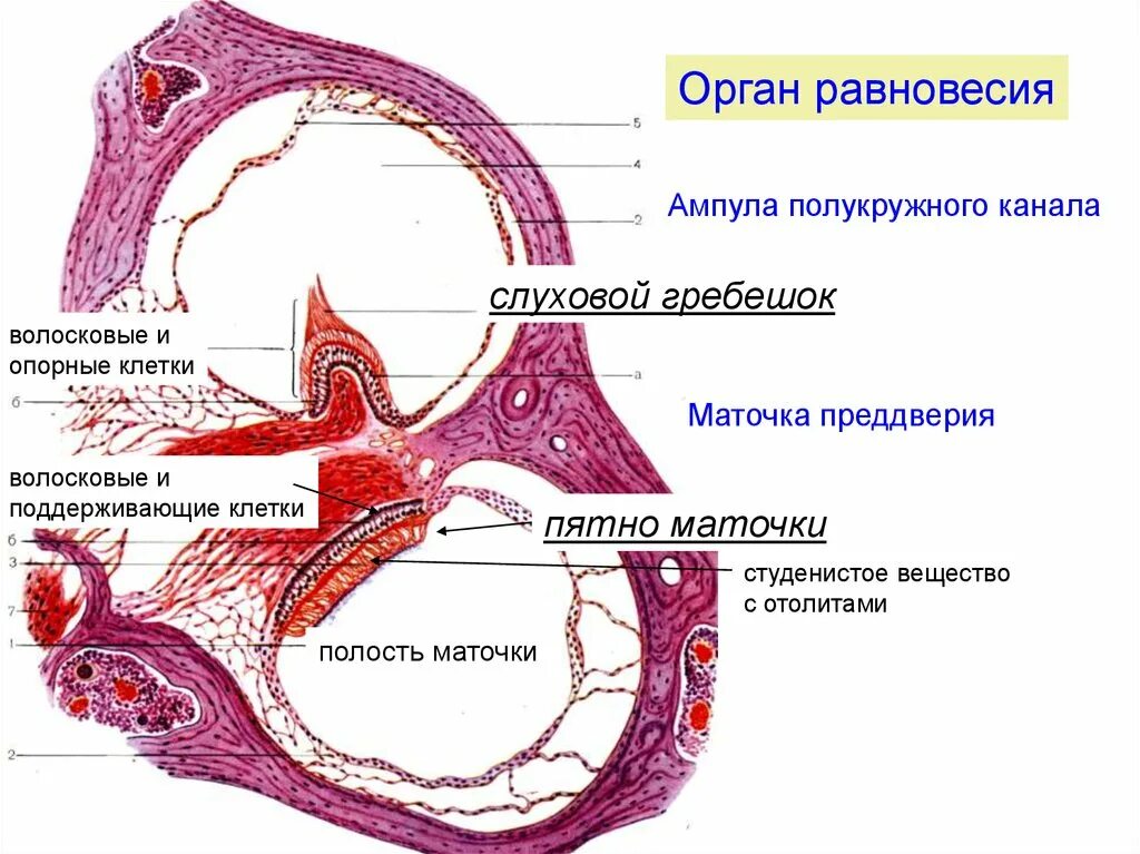 Кортиев орган вестибулярный аппарат. Орган равновесия (слуховой гребешок ампулы, Crista ampullaris) гистология. Орган равновесия гистология. Орган слуха строение гистология. Макула орган равновесия гистология.