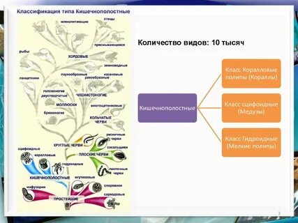 Презентация тип кишечнополостные 7 класс пасечник