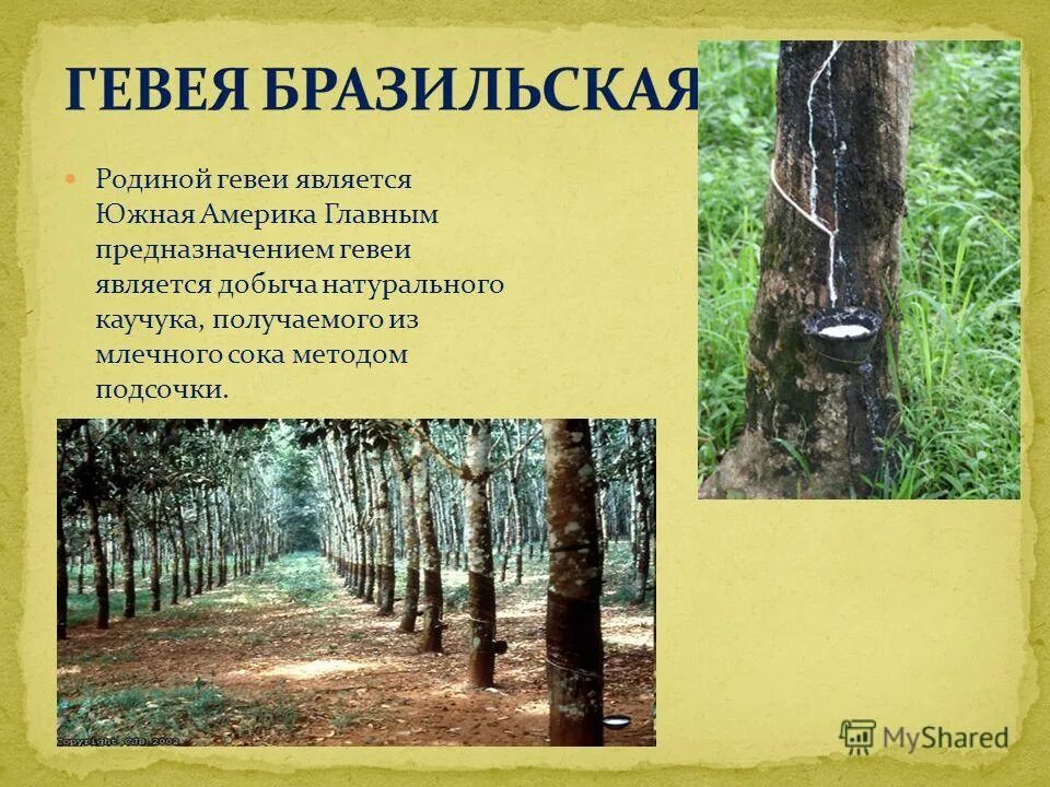 натуральный каучук содержится в. натуральный каучук получают из млечного сока. природный каучук высокомолекулярный углеводород. натуральный каучук получают из сока дерева гевеи. коагуляция натурального каучука.