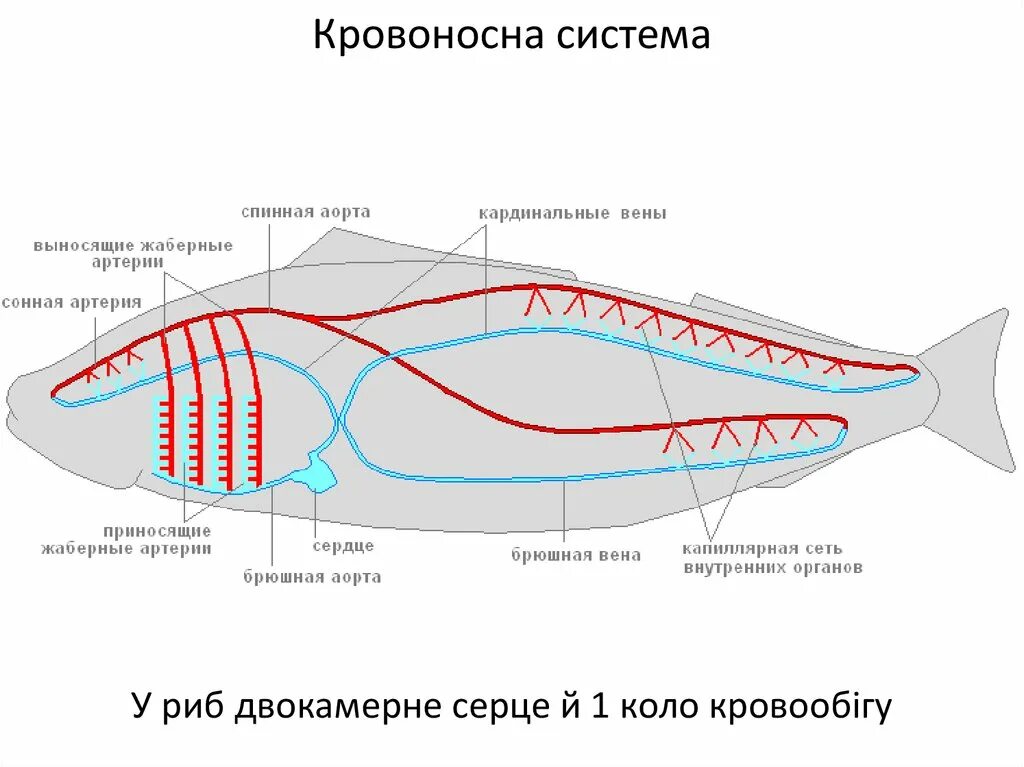 Кювьеров проток