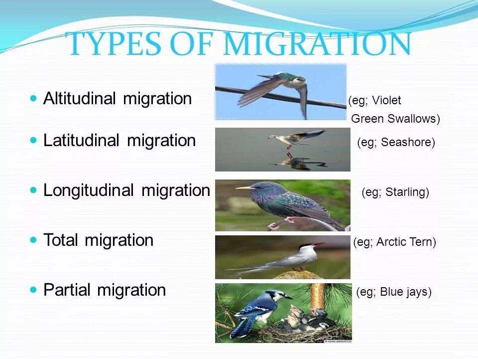 Causes of bird migration. Миграция голубей. миграция птиц таблица. голубь из миграции. save migration birds.