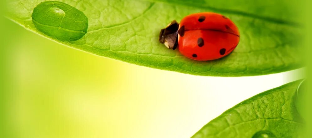 Wish good health. Get well wishes. I wish you good health. I wish you пожелание. Good wishes.